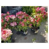 2 Rhododendron Percy wiseman