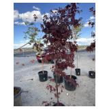 Japanese maple blood good tree approximately 6
