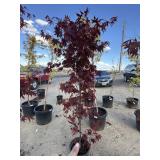 Japanese maple blood good tree approximately 6