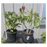 3 lots 1 ea Rhododendron
