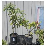 2 Lots 1 ea Rhododendron