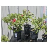 3 lots 1 ea Rhododendron