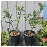 2 lots 1a Cherry Laurel