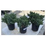3Lots1ea  Blue Star Juniper