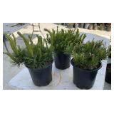 3Lots 1ea Dwarf Mountain Pines 1 Gallon