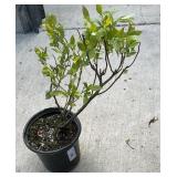 139Mini-Blues Blueberry 1 Gallon