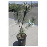 1- 3 Gallon Austrian Pine
