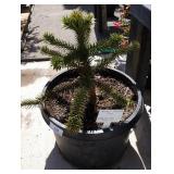 Monkey puzzle tree okay