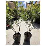 2  Sweet heart Blueberry