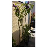 Yankee Doodle lilac approximately 5 ft tall