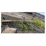 Heritage River Birch 18 to 20 foot tall