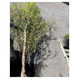 Heritage River Birch 16 to 18 foot tall