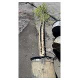 Heritage River Birch 18 to 20 foot tall aprox