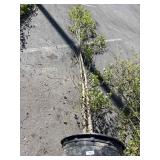 Heritage River Birch Approximately 14 to 18 foot
