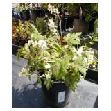 Foam flower (tiarella cordifolia)