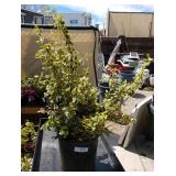 Euonymus fortunei, emerald gaiiety