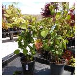 Double file verburnum white bloom