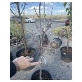 Flowering crab Apple, number two Quality tree