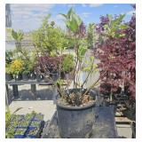 1- 2 Gallon Picea glauca "Densata"