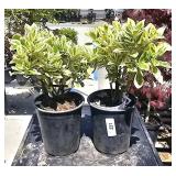 2  Silver Queen Euonymus