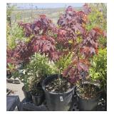1-5 Gallon Japanese Maple