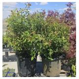 1 ea  2 Gallon Anthony Waterer Spirea