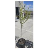 Hibiscus syrlacus Magenta Chiffon (Rose of Sharon)