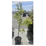 Southern Magnolia Tree