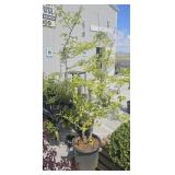 Chinese Parrotia Tree