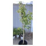 Autumn blaze PYRUS tree approximately 6 foot