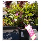 two lots one each Herbert azalea