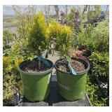 2  forever, Goldie western Red cedars