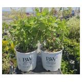 2 endless summer plants