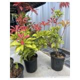 2. Montana fire PIERIS.