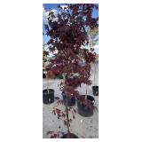 Japanese maple blood good tree approximately 6