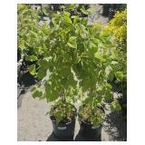 2 Willamette Raspberry Highest