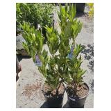 2 Rhododendron Highest Bidder $2x