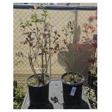 2 Lots 1ea Blueberry2