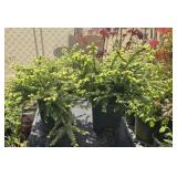 2 lots 1ea Young Conifer Tree /Bush