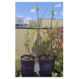 2 Lots 1ea Berry White Hydrangea