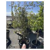 Blue crop blue berry bush approximately 5 foot