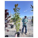 Tree approximately 7 foot tall