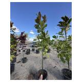 Tree approximately 7 foot tall