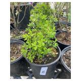 3 Arctostaphylos 1 Gallon ea