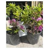 two lots one each Herbert azaleas