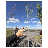 Tree approximately 10 to 12 foot tall