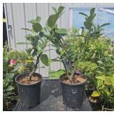 2 Lots 1ea Rhododendron