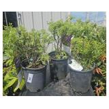 3 Marmalade 1 Gallon eaHighest Bidder