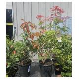2 Lot 1ea Mountain Fire Pieris