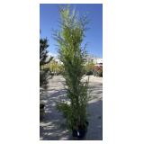 EXCELSA western red cedar approximately 8 foot